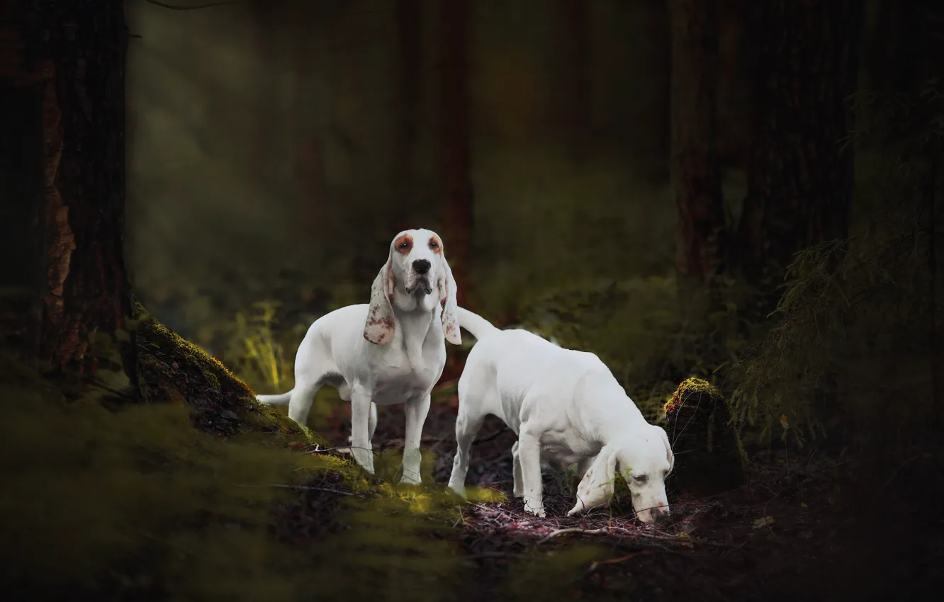 Photo wallpaper forest, dogs, hound, Natalia Ponikarova, The Spanish hound, Sabueso Espanyol