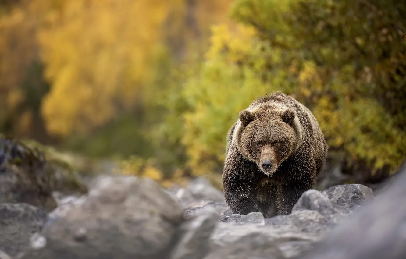 Photo wallpaper shrub, bear, brown, autumn, stones