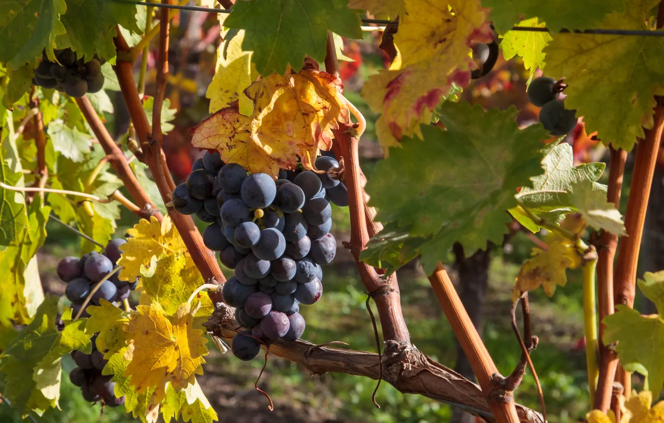 Photo wallpaper autumn, harvest, grapes, bunch, vine