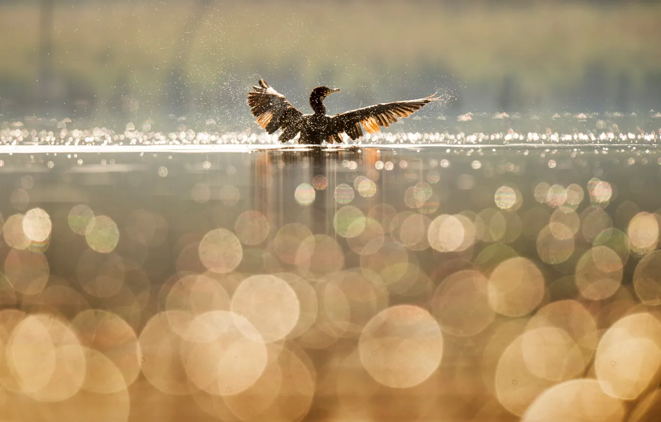 Photo wallpaper water, squirt, lake, reflection, bird, wings, duck, bokeh