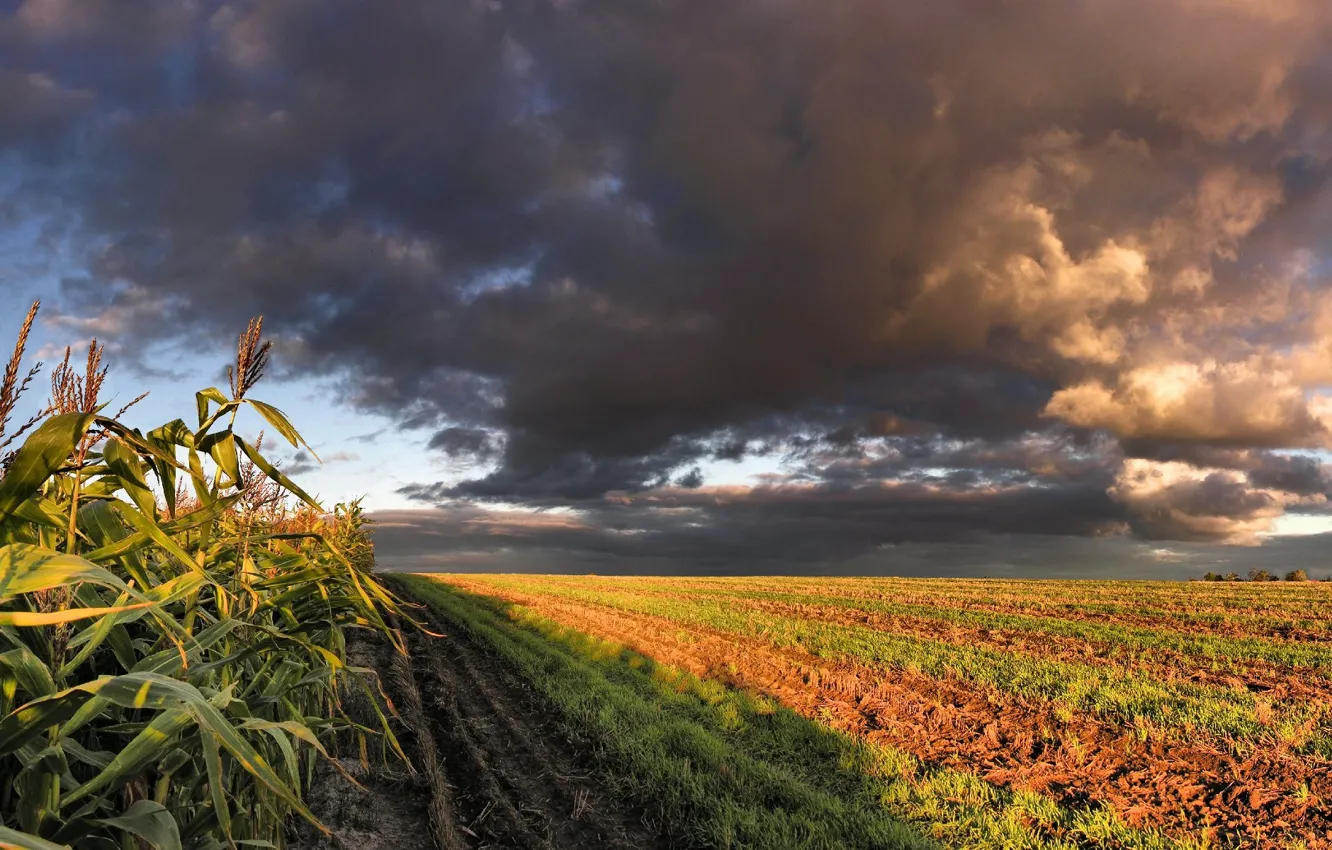 Photo wallpaper field, clouds, corn