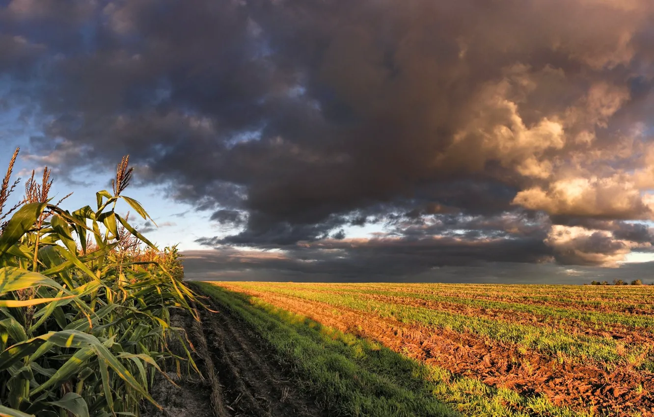 Photo wallpaper clouds, Field, corn