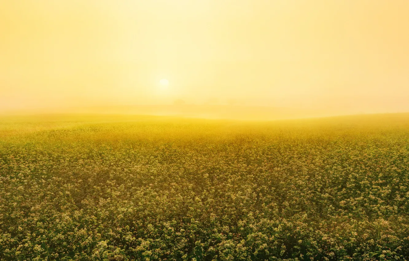 Photo wallpaper field, summer, fog