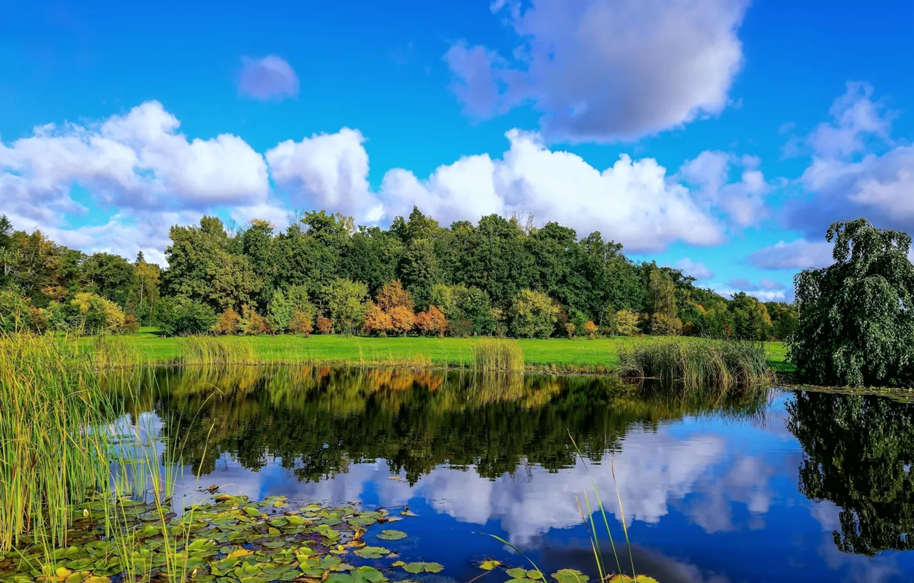 Photo wallpaper forest, the sky, pond, shore, plant