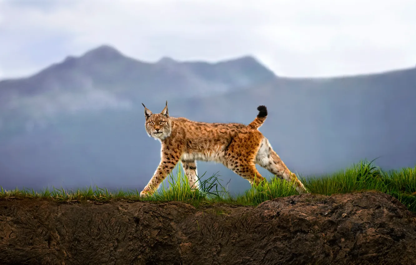 Photo wallpaper look, predator, lynx, Walking Lynx