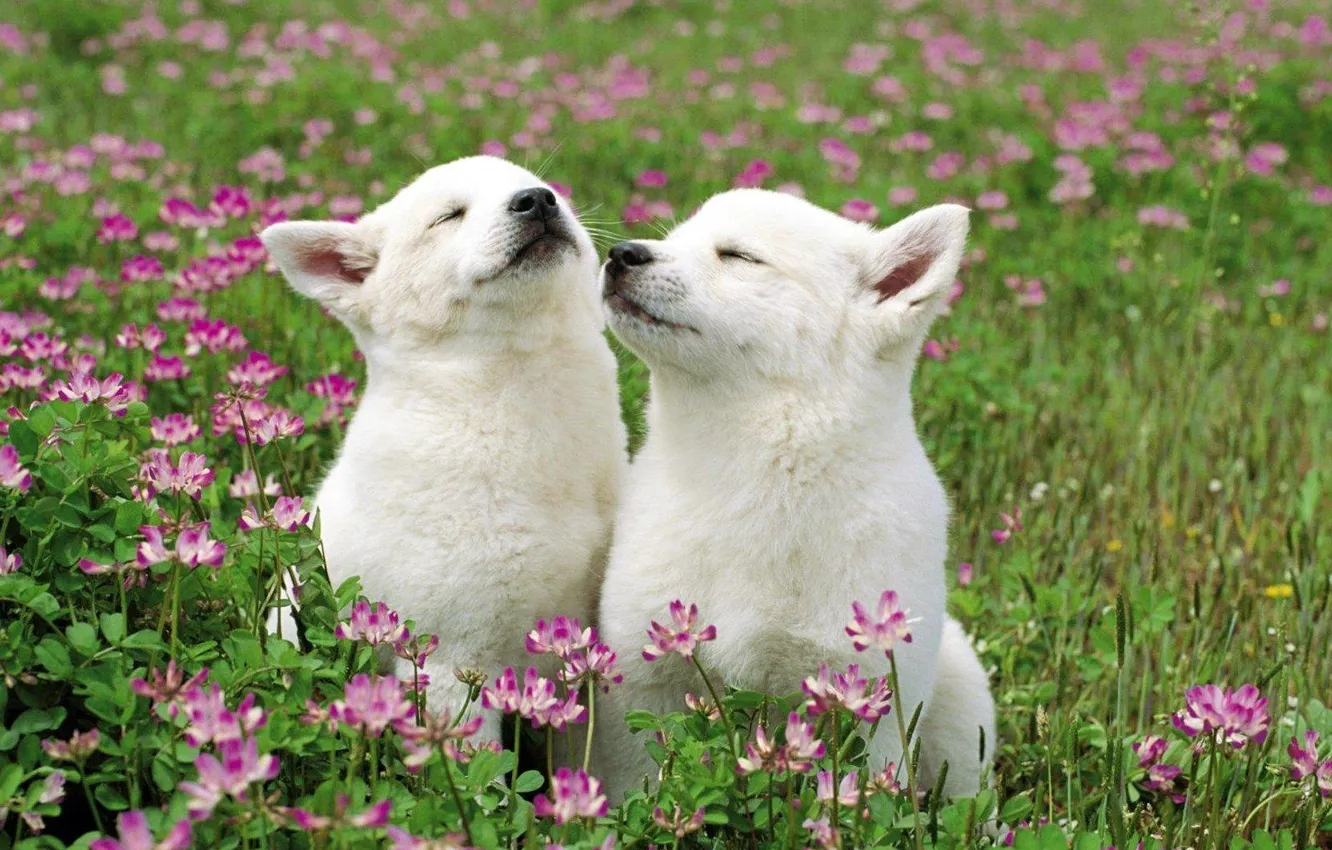 Photo wallpaper Flowers, Puppies, Grass
