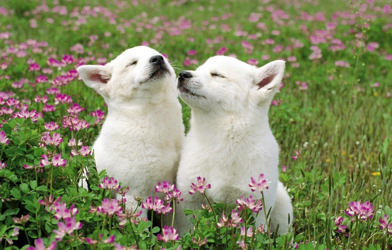 Photo wallpaper grass, flowers, puppy
