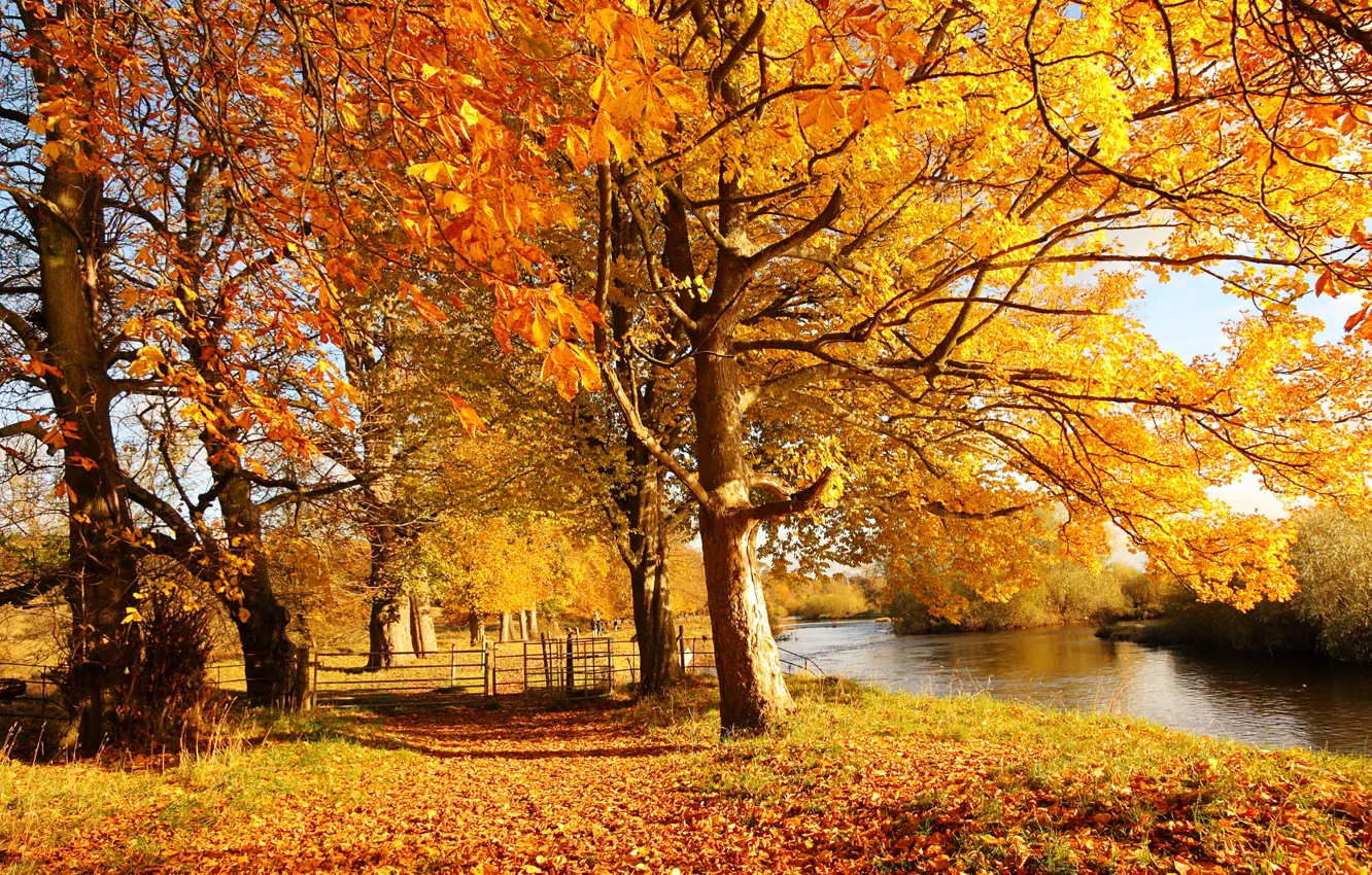 Photo wallpaper autumn, forest, leaves, water, the sun, light, trees, nature