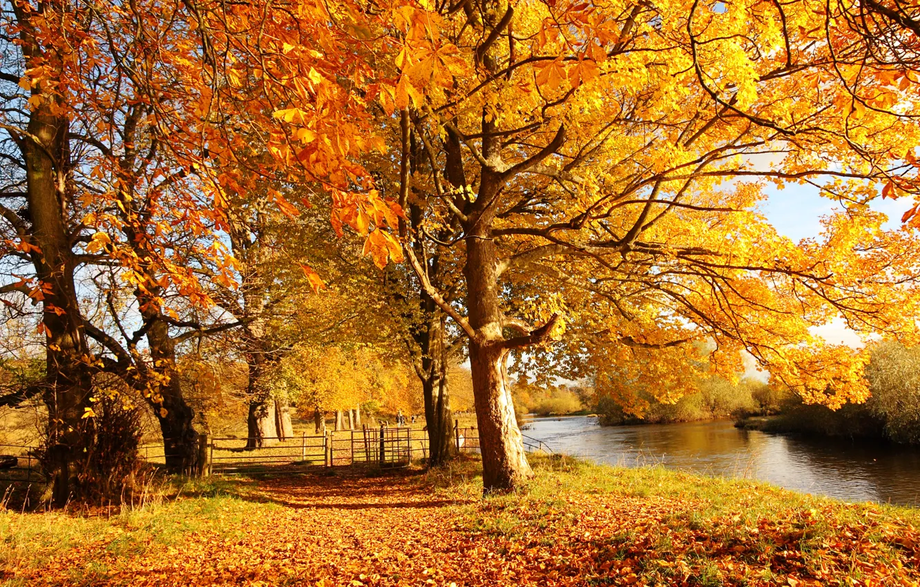 Photo wallpaper autumn, forest, leaves, water, the sun, light, trees, yellow