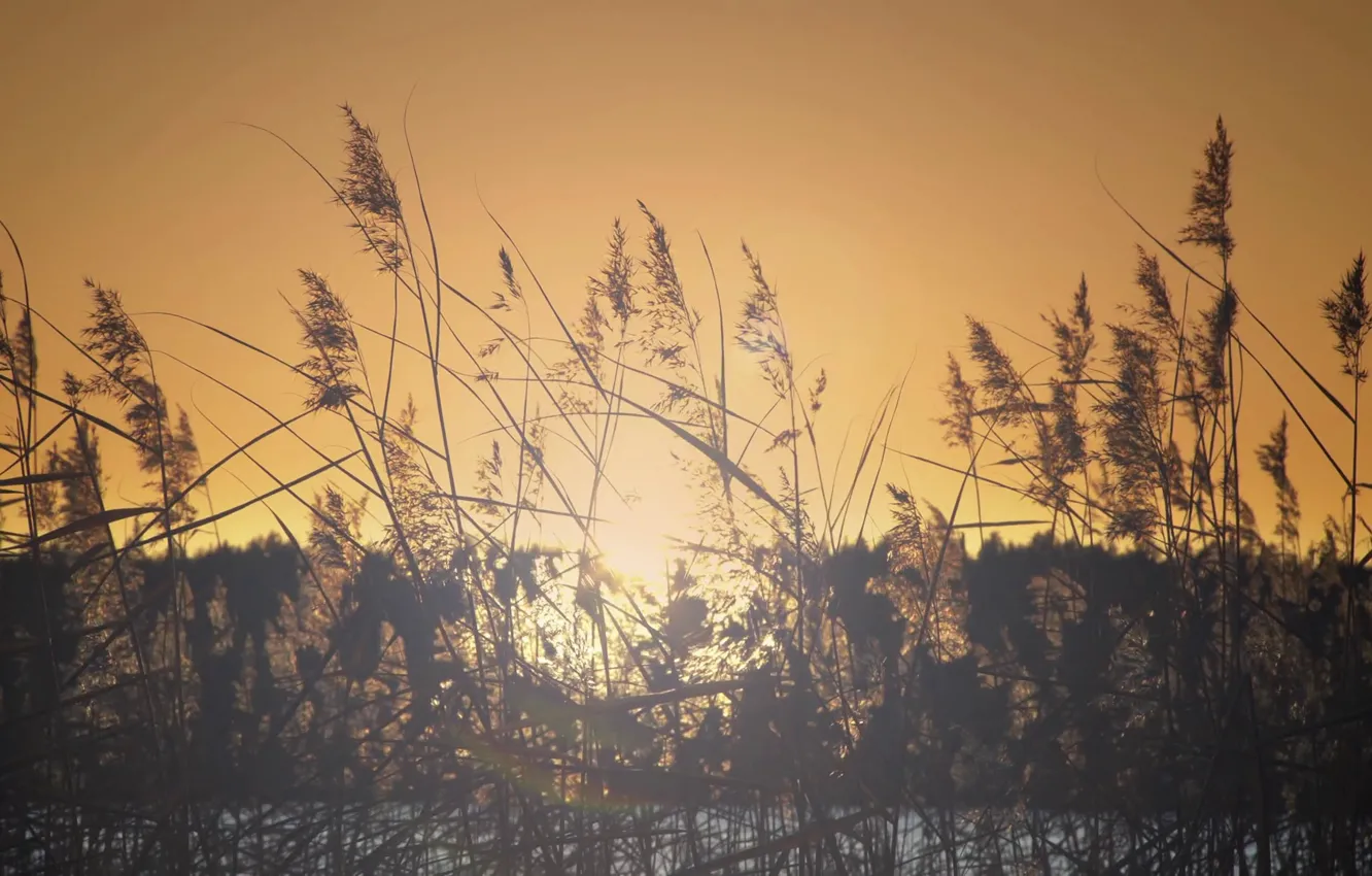 Photo wallpaper forest, the sun, river, shore, plant, morning