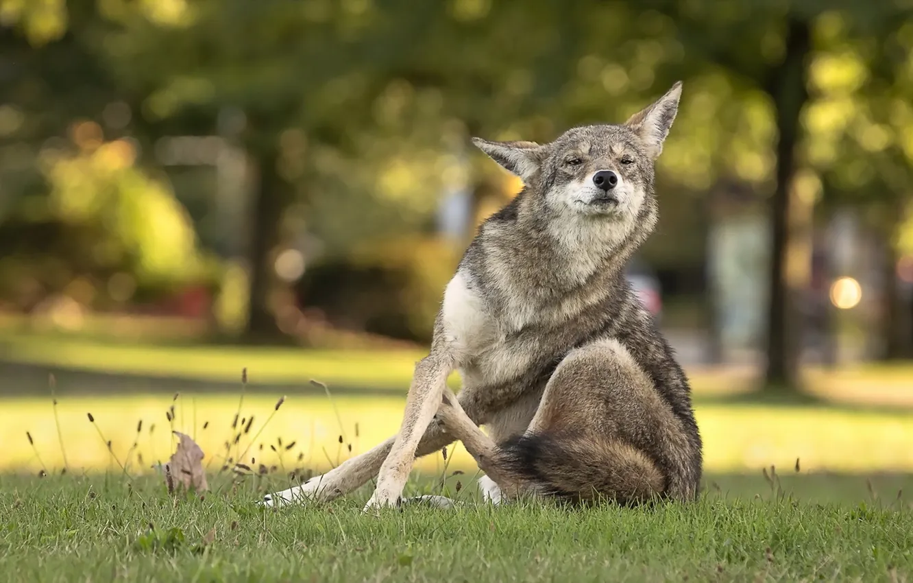 Photo wallpaper nature, background, Coyote