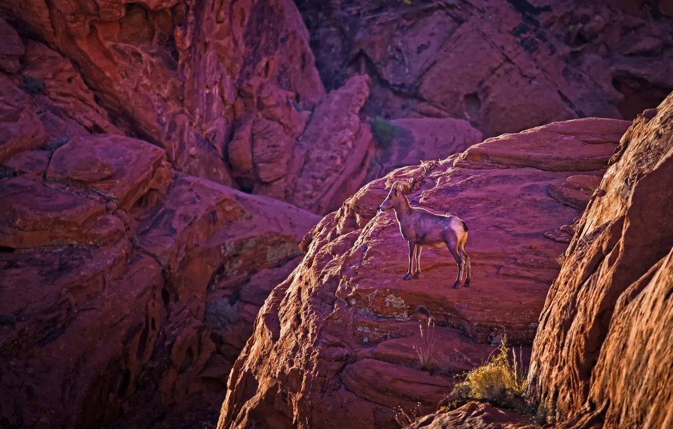 Photo wallpaper sunset, mountains, rocks, animal