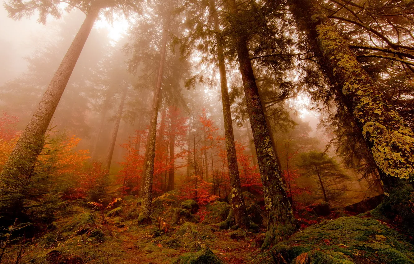 Photo wallpaper forest, landscape, nature