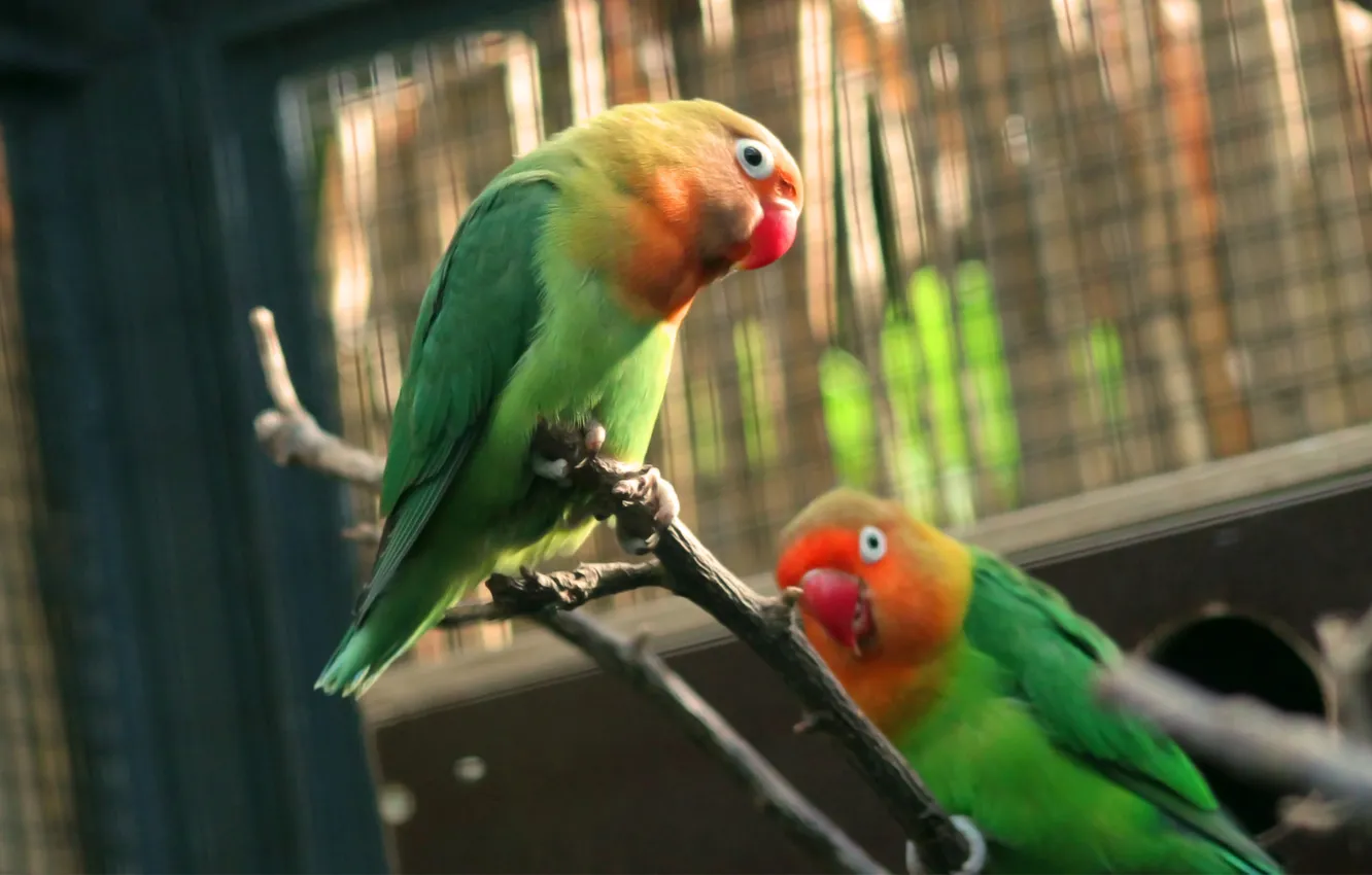 Photo wallpaper branches, bird, focus, parrot, lovebird