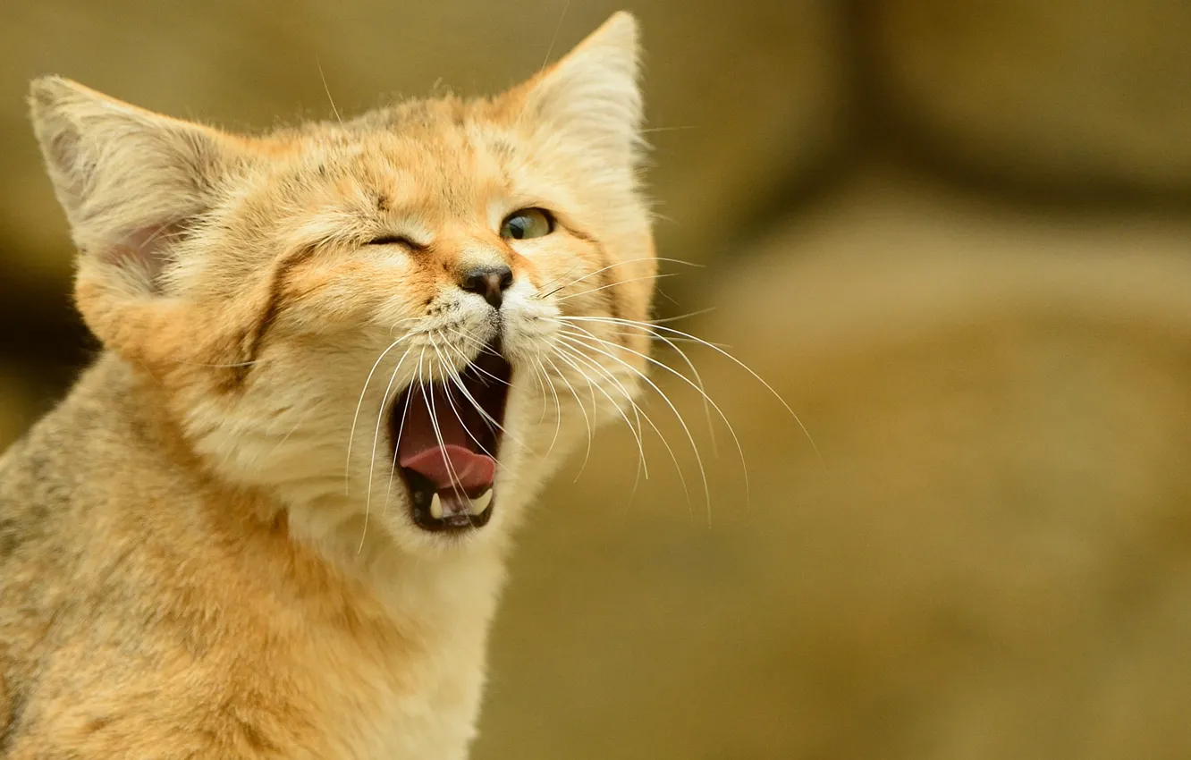 Photo wallpaper language, cat, look, yawns, sandy the cat, sand cat, sand cat