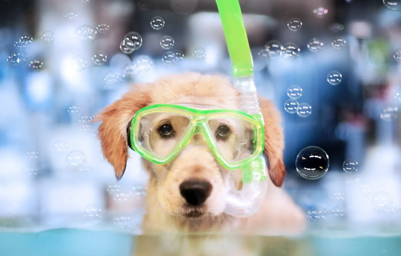 Photo wallpaper bubbles, Dog, water, animal, fun, funny, snorkel, muzzle