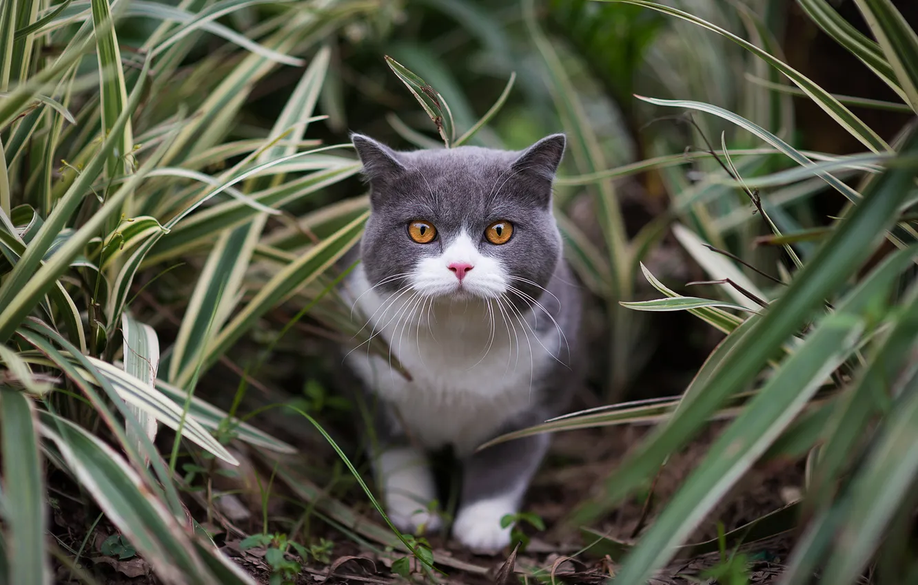Photo wallpaper cat, look, leaves, nature, pose, kitty, face, British