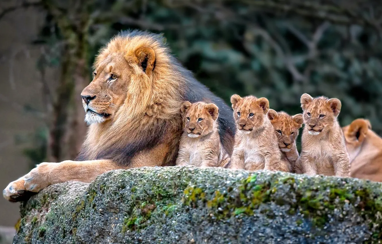 Photo wallpaper nature, Lion, family, cubs