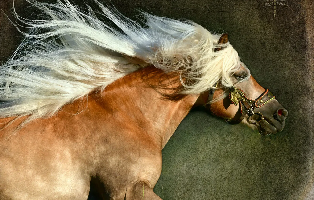 Photo wallpaper horse, horse, mane