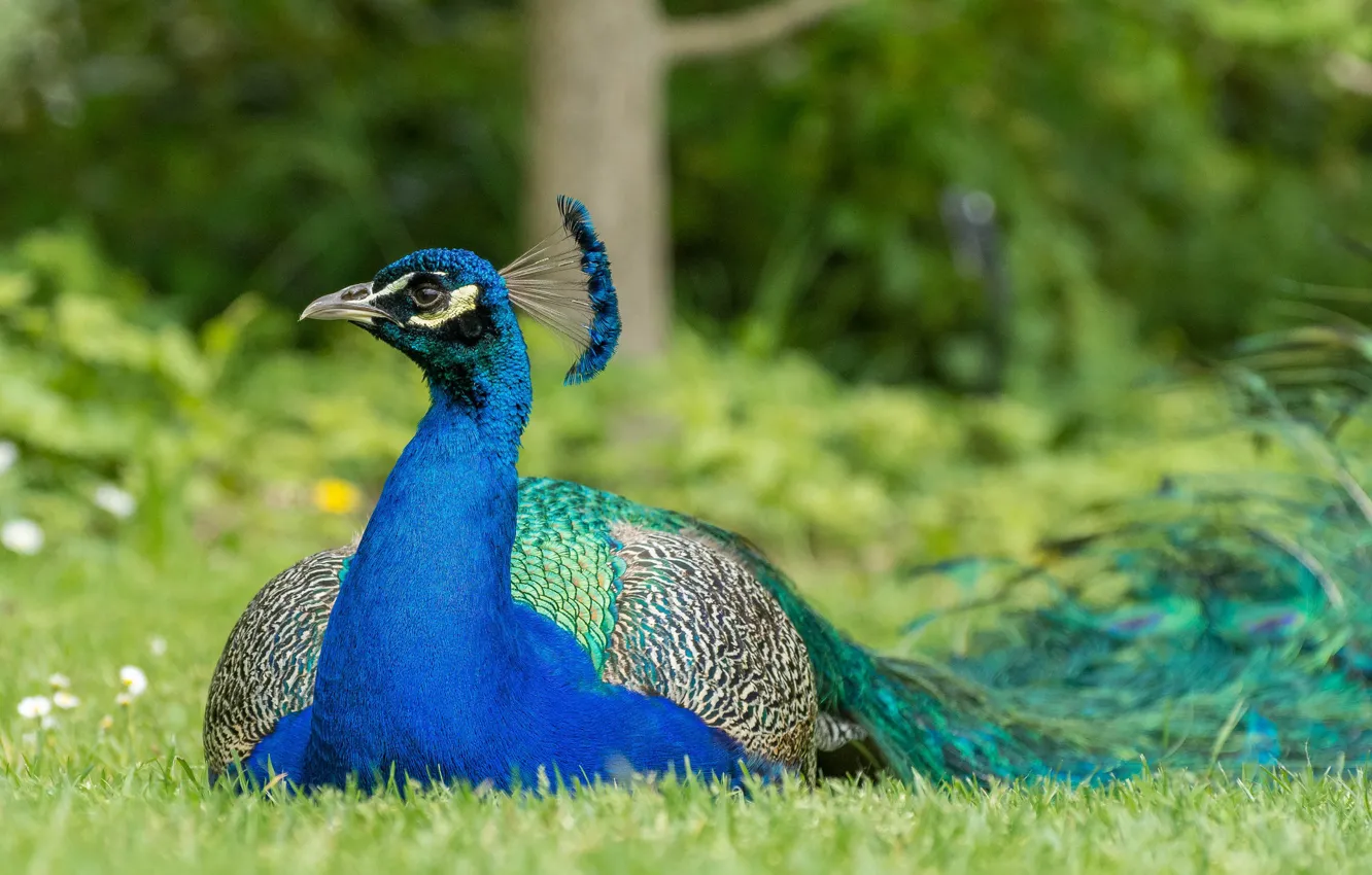 Photo wallpaper bird, peacock, color, brightness, feathers