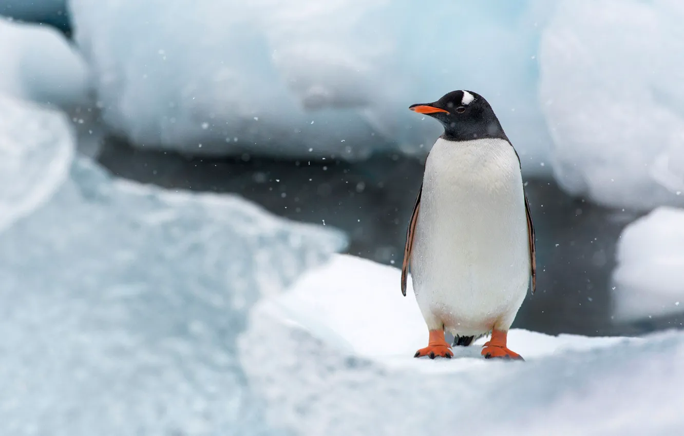 Photo wallpaper ice, snow, bird, island, penguin, Antarctica, Cuverville