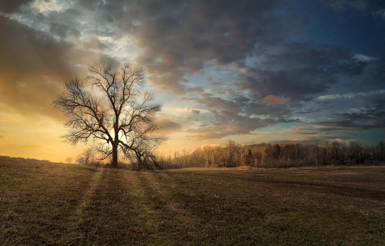 Photo wallpaper field, the sky, trees