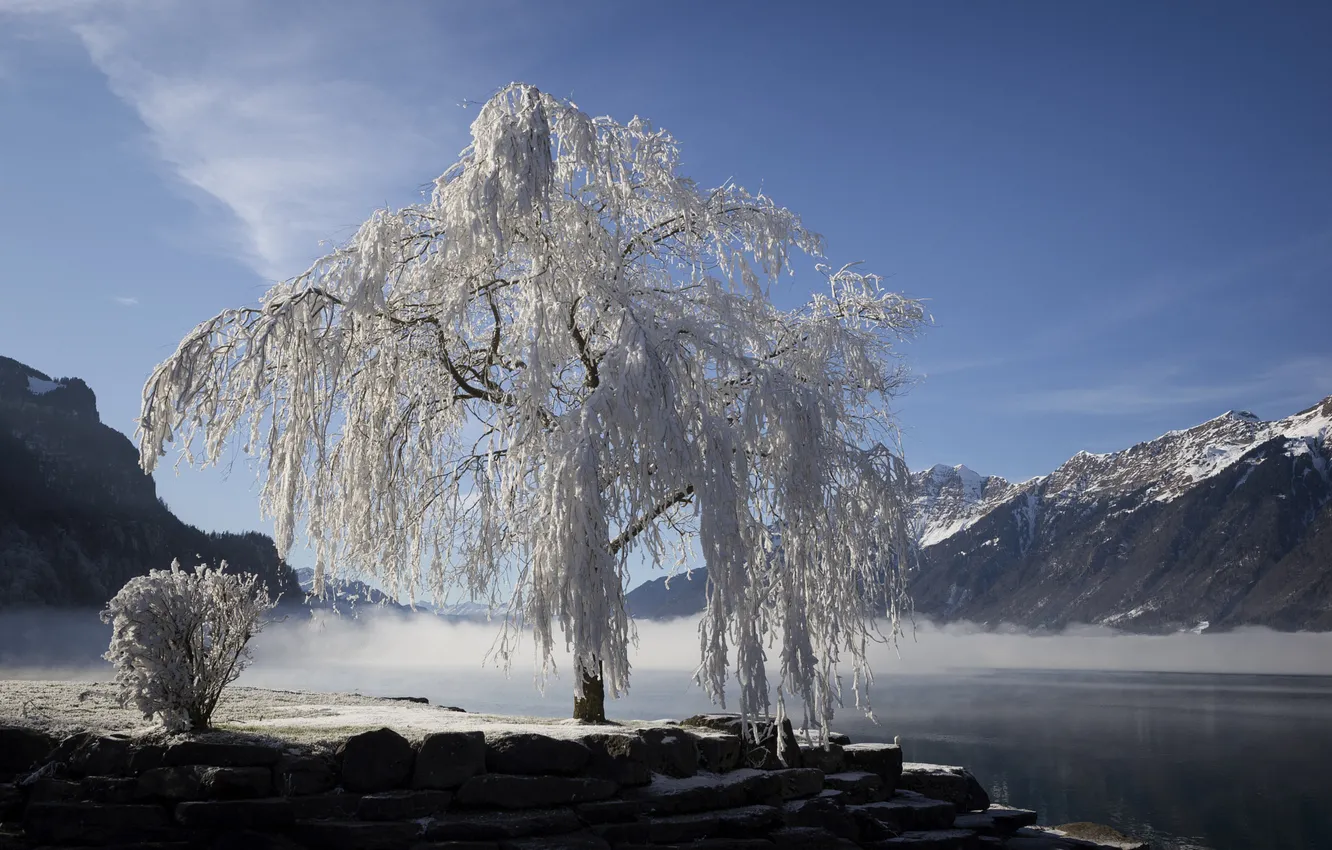Photo wallpaper frost, trees, mountains, nature, fog, lake