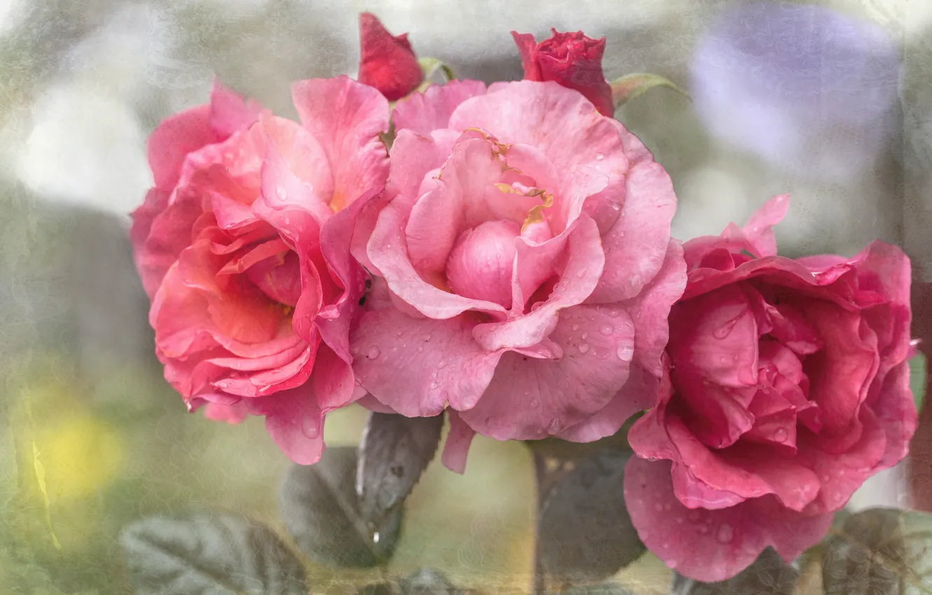 Photo wallpaper roses, bouquet, pink, trio