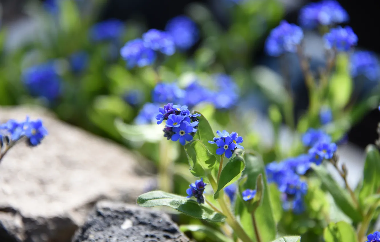 Photo wallpaper light, flowers, stones, blue, spring, garden, bokeh, forget-me-nots