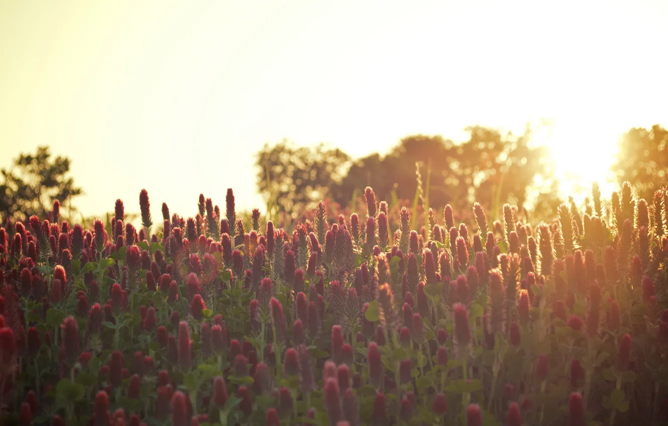 Photo wallpaper light, flowers, nature, morning