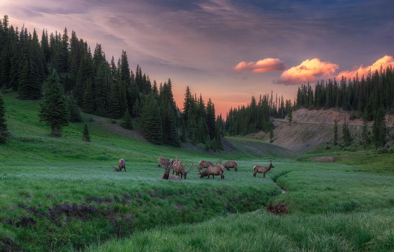 Photo wallpaper forest, glade, the evening, deer, ate