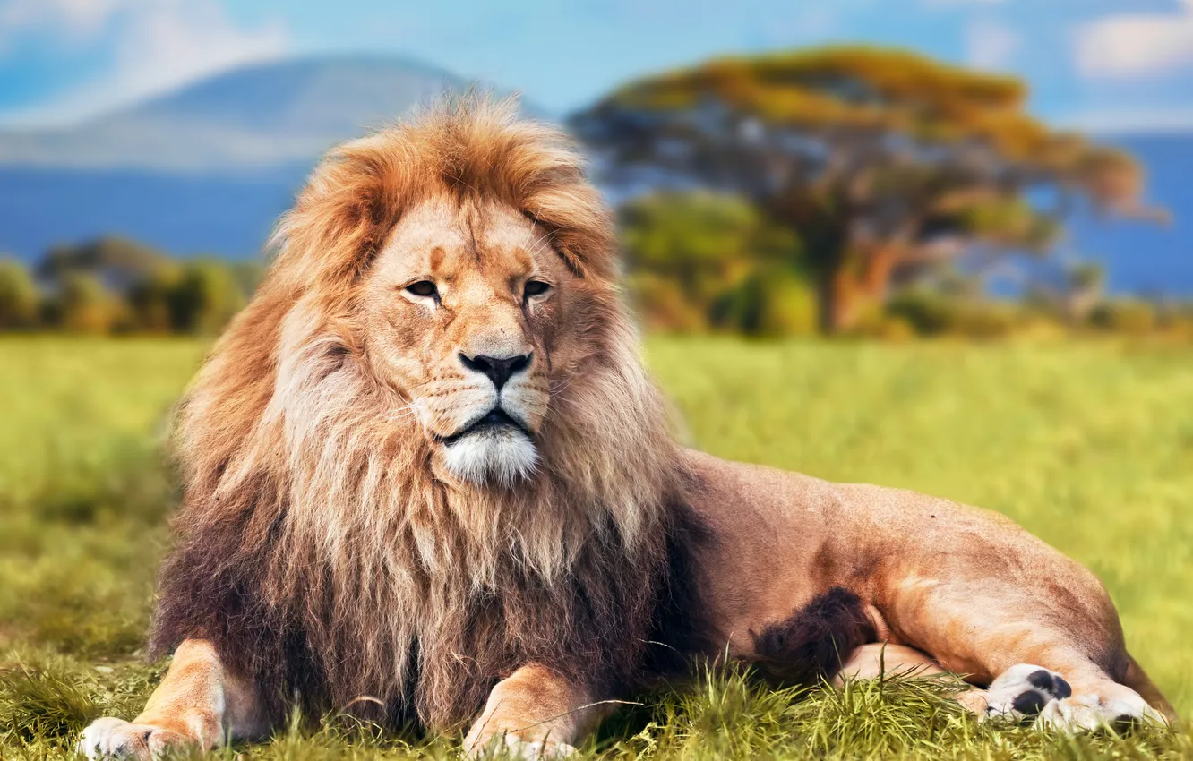 Photo wallpaper cat, grass, stay, Leo