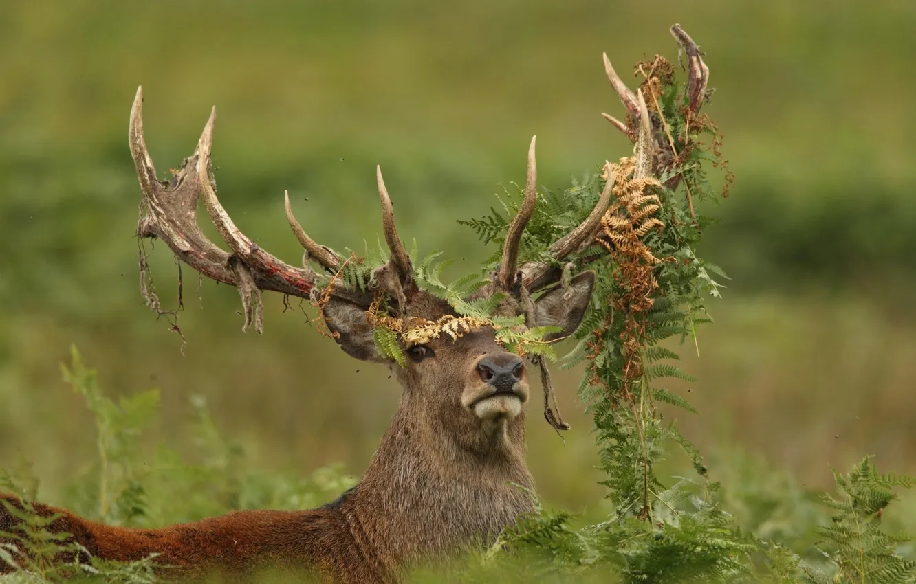 Photo wallpaper deer, horns, fern, have satawalese