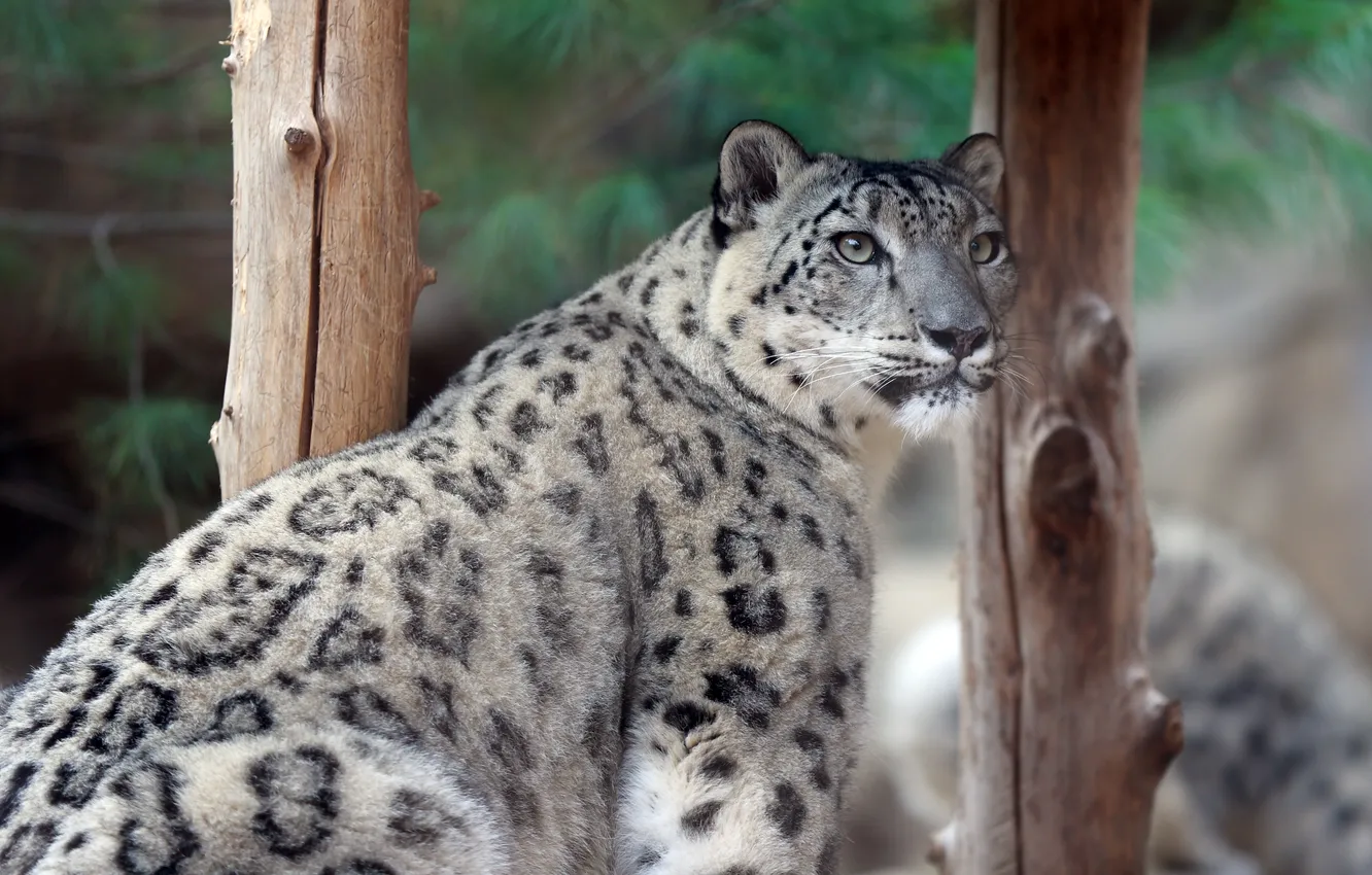 Photo wallpaper look, predator, IRBIS, snow leopard