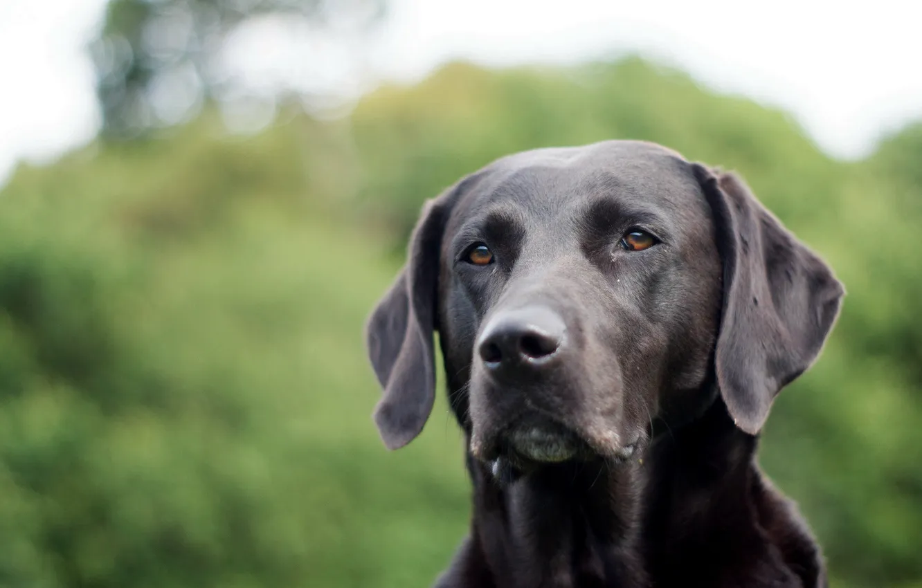 Photo wallpaper look, each, dog