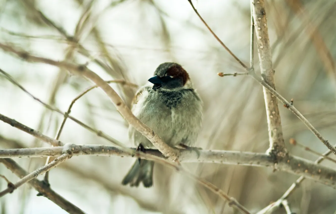 Photo wallpaper macro, branches, sprig, Sparrow, bird, Sparrow