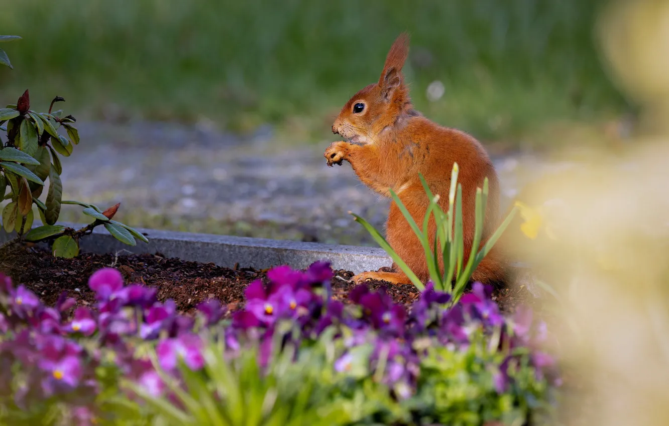 Photo wallpaper flowers, garden, protein, flowerbed, meal