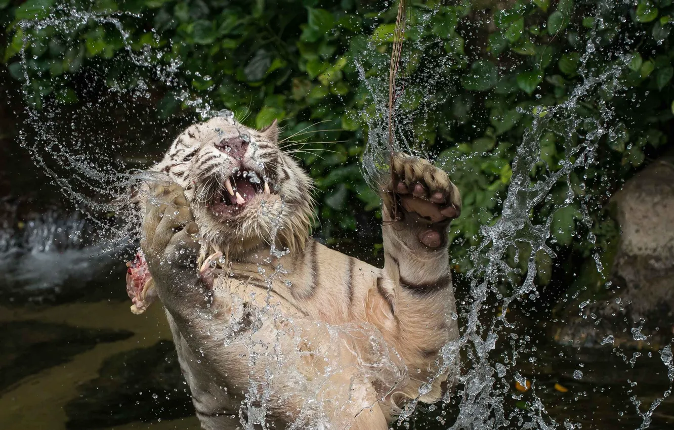 Photo wallpaper face, water, squirt, jump, the game, predator, paws, bathing
