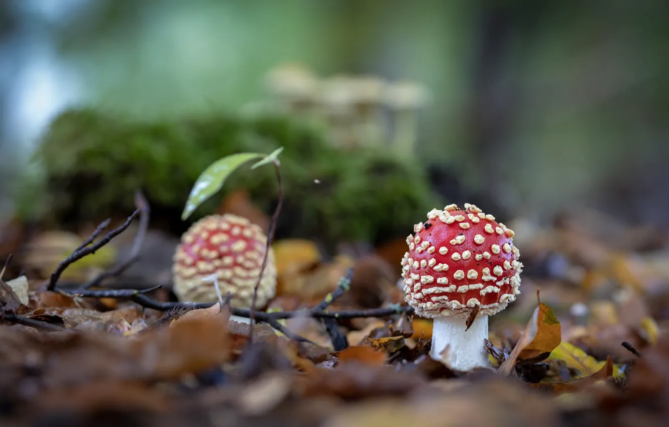 Photo wallpaper forest, mushrooms, mushroom, clearing, bokeh