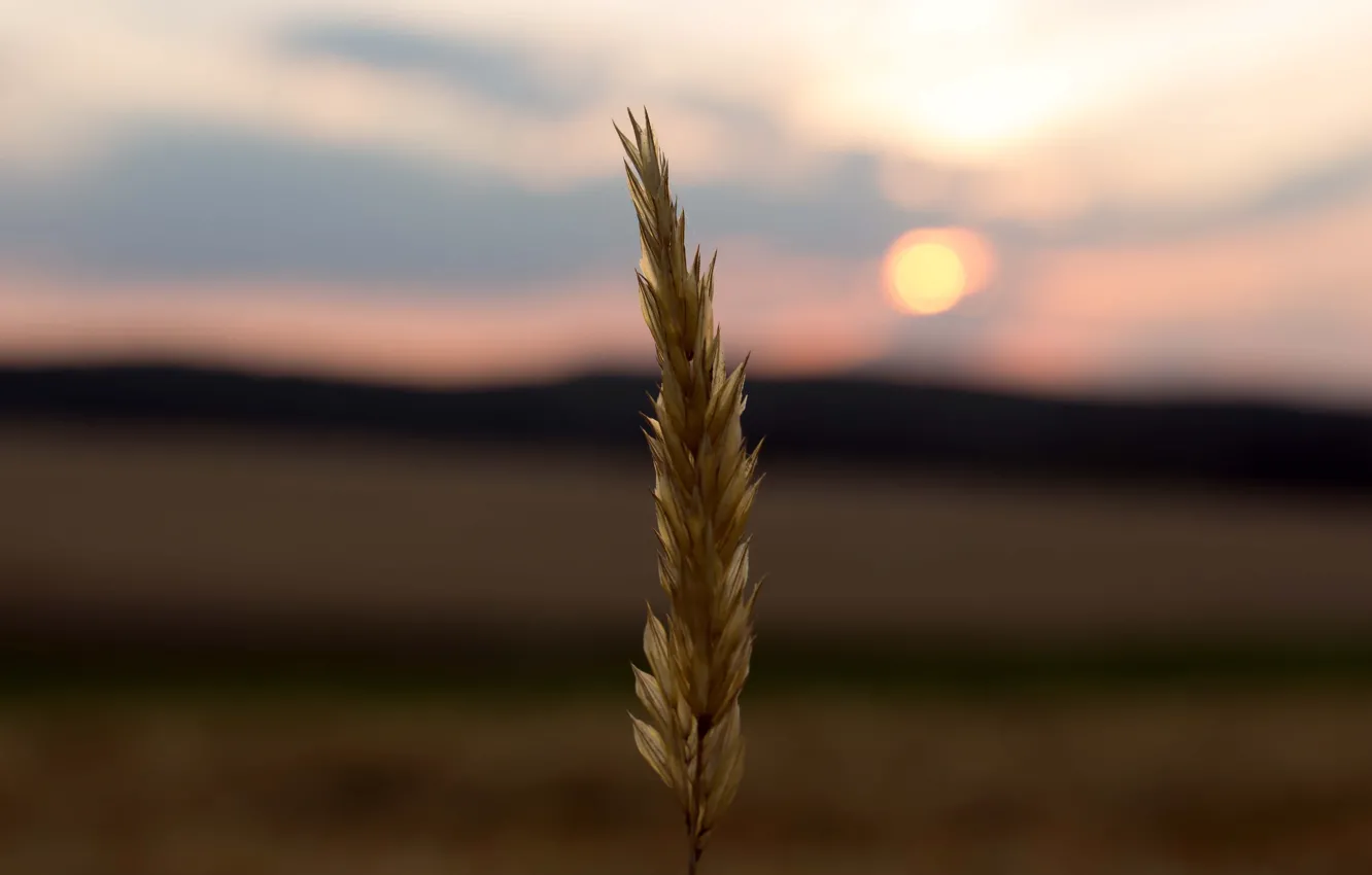 Photo wallpaper twilight, field, sunset, sun, dusk, corn, countryside, farm