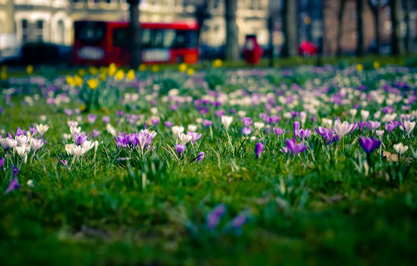 Photo wallpaper flowers, the city, glade, London, spring, crocuses