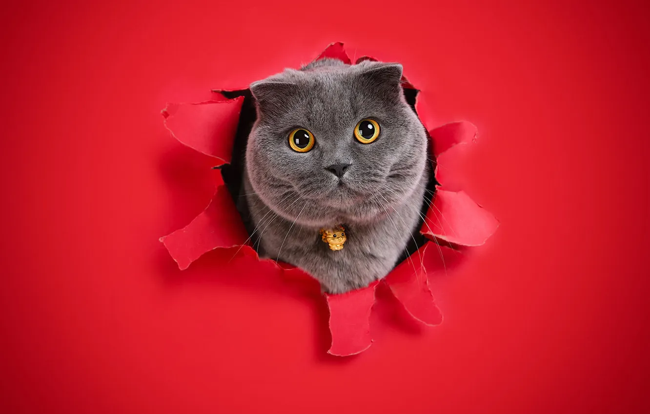 Photo wallpaper cat, cat, look, pose, face