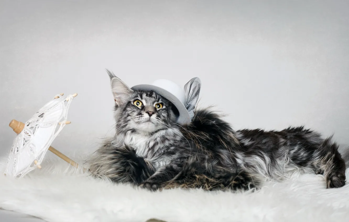 Photo wallpaper cat, look, background