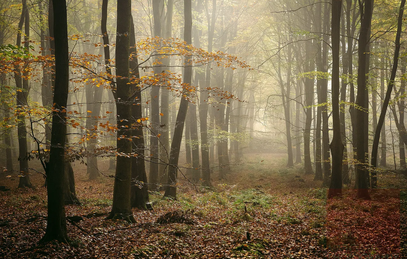 Photo wallpaper autumn, forest, fog, photo