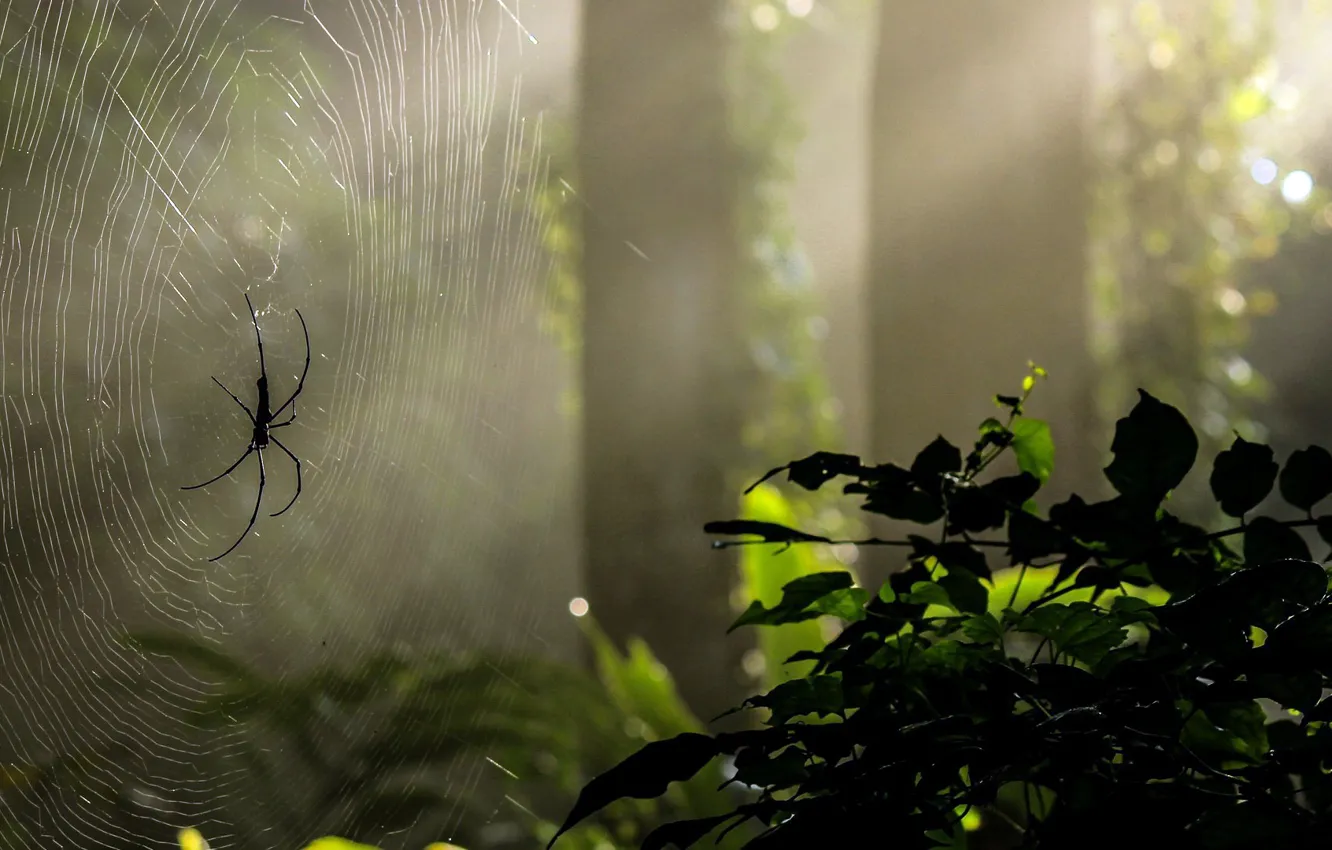 Photo wallpaper FOREST, NATURE, GREENS, LIGHT, TREES, WEB, RAYS, SPIDER