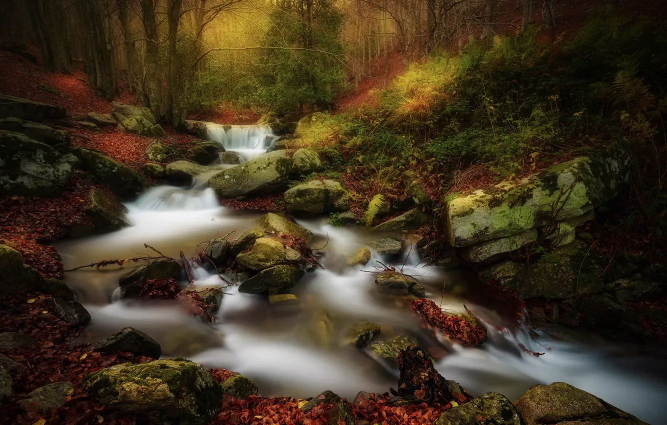 Photo wallpaper autumn, forest, river