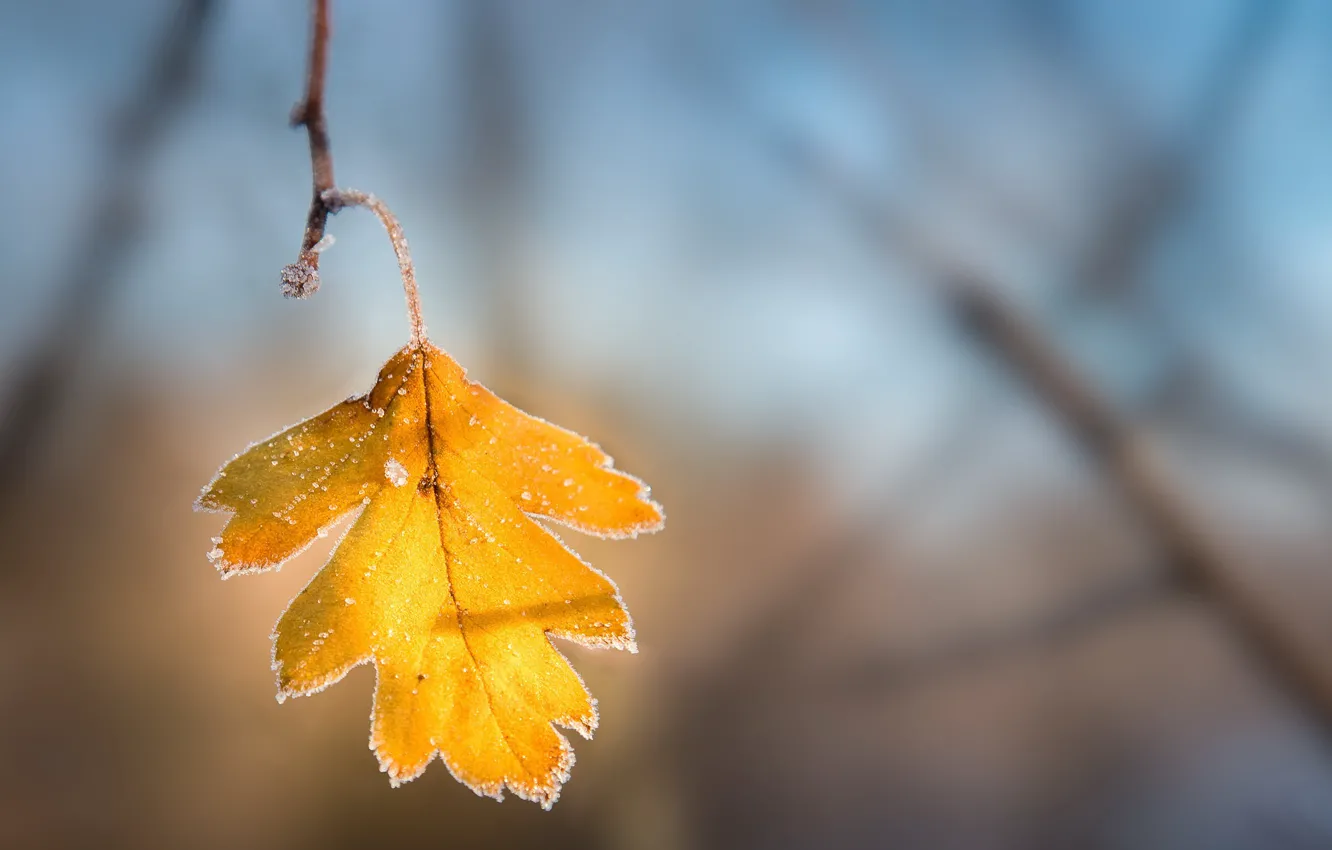 Photo wallpaper autumn, leaves, nature
