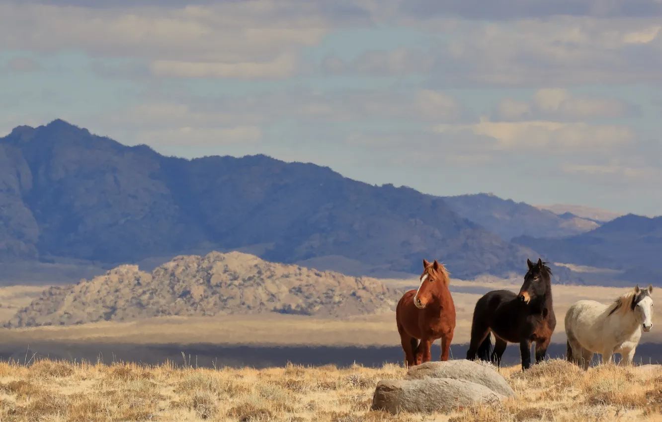 Photo wallpaper grey, horse, horse, red, trio, wild, posing, brown