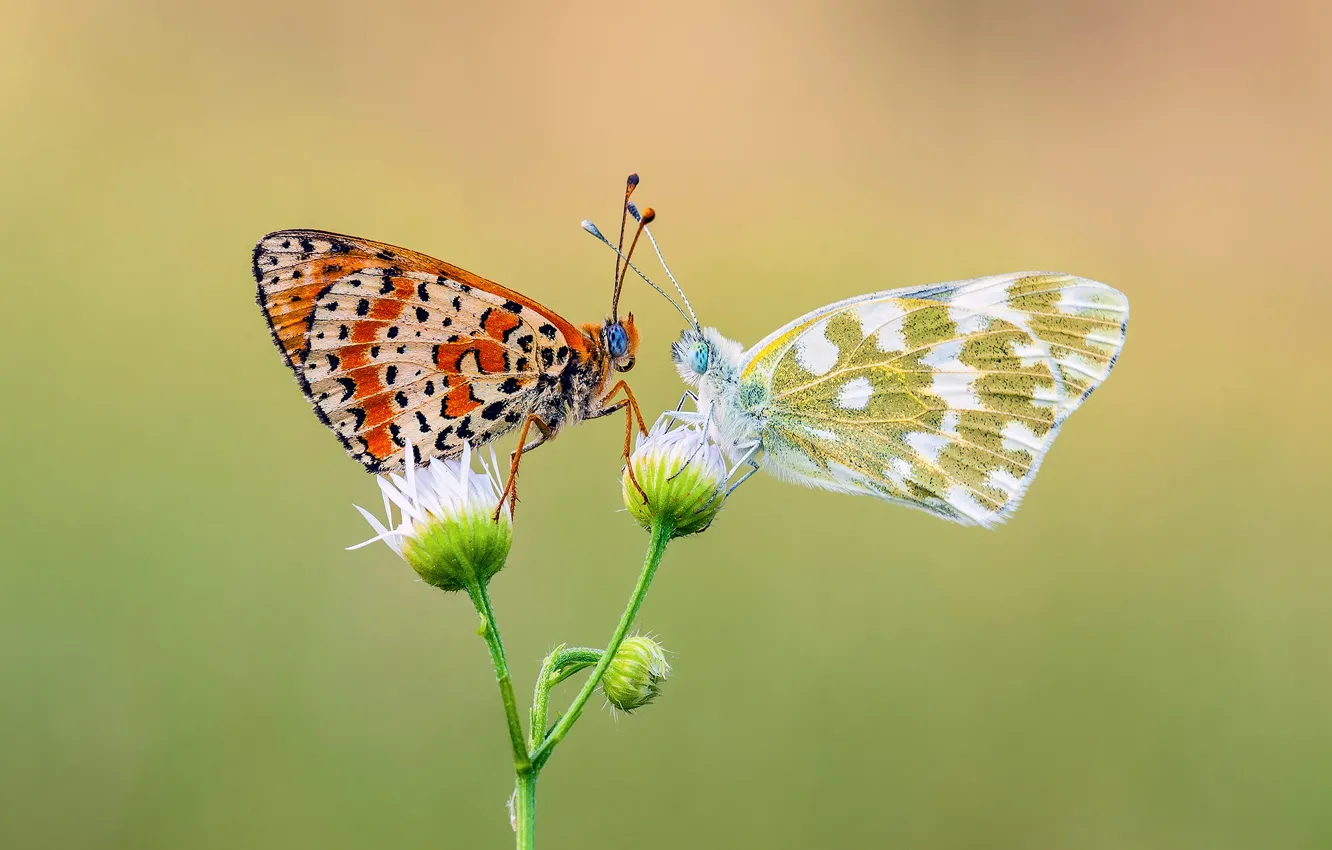 Photo wallpaper flowers, butterfly, two, insect