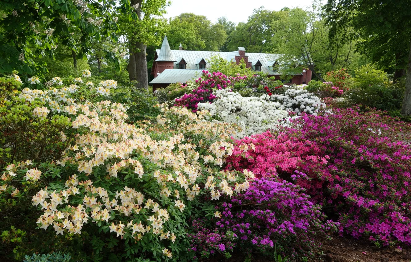 Photo wallpaper flowers, Park, flowerbed, the bushes, Azalea, rhododendrons